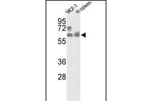 Western blot analysis of hNK1-R90 (ABIN391235 and ABIN2841303) in MCF-7 cell line and mouse spleen tissue lysates (35 μg/lane). (PANK1 anticorps  (N-Term))