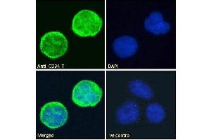 ABIN1049505 Immunofluorescence analysis of paraformaldehyde fixed Jurkat cells, permeabilized with 0.