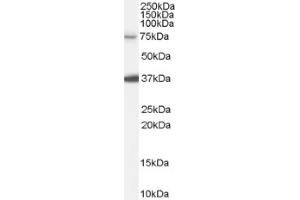 Image no. 1 for anti-Neural Precursor Cell Expressed, Developmentally Down-Regulated 1 (NEDD1) (Internal Region) antibody (ABIN375217) (NEDD1 anticorps  (Internal Region))