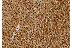 ABIN6277676 at 1/100 staining Mouse liver tissue by IHC-P. (FLI1 anticorps  (Internal Region))