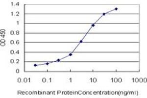 anti-Mitochondrial Ribosome Recycling Factor (MRRF) (AA 163-262) antibody