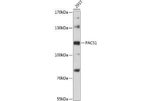 Western blot analysis of extracts of 293T cells, using P antibody (ABIN6133111, ABIN6145155, ABIN6145156 and ABIN6216380) at 1:3000 dilution. (PACS1 anticorps  (AA 420-560))
