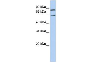 anti-Chromosome 10 Open Reading Frame 2 (C10ORF2) (Middle Region) antibody