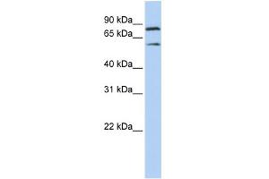 WB Suggested Anti-PEO1 Antibody Titration:  0. (C10orf2 anticorps  (Middle Region))
