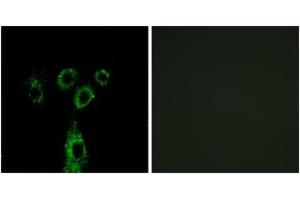 Immunofluorescence (IF) image for anti-G Protein-Coupled Receptor Associated Sorting Protein 1 (GPRASP1) (AA 741-790) antibody (ABIN2890348) (GPRASP1 anticorps  (AA 741-790))
