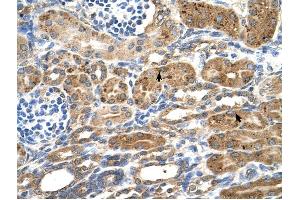 NEDD9 antibody was used for immunohistochemistry at a concentration of 4-8 ug/ml to stain Epithelial cells of renal tubule (arrows) in Human Kidney. (NEDD9 anticorps  (Middle Region))