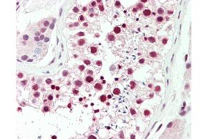 Anti-DDX39 / BAT1 antibody IHC staining of human testis. (DDX39 anticorps  (AA 229-427))