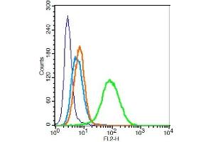 Human U937 cells probed with CD33 Polyclonal Antibody, Unconjugated  at 0.