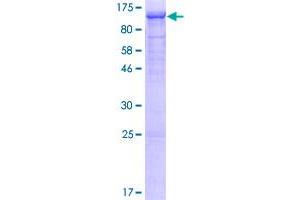 Image no. 1 for Mitogen-Activated Protein Kinase Kinase Kinase Kinase 2 (MAP4K2) (AA 1-820) protein (GST tag) (ABIN1310248)