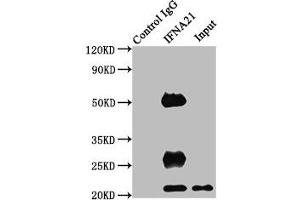 Immunoprecipitating IFNA21 in HEK293 whole cell lysate Lane 1: Rabbit control IgG instead of ABIN7156565 in HEK293 whole cell lysate. (IFNA21 anticorps  (AA 24-189))
