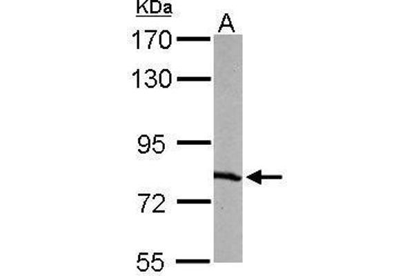 RPA1 anticorps  (C-Term)