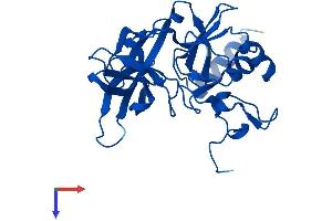 AlphaFold protein structure predicition of Human Recombinant RPS4Y2 Protein, UniprotID Q8TD47