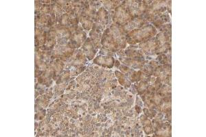 Immunohistochemical staining (Formalin-fixed paraffin-embedded sections) of human pancreas with EPS8 polyclonal antibody  shows cytoplasmic positivity in exocrine glandular cells and islet cells. (EPS8 anticorps)