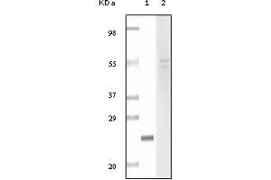 Western Blotting (WB) image for anti-Fibulin 5 (FBLN5) (truncated) antibody (ABIN2464054) (Fibulin 5 anticorps  (truncated))