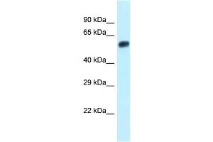WB Suggested Anti-Eepd1 Antibody Titration: 1. (EEPD1 anticorps  (N-Term))