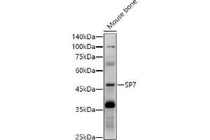 Western blot analysis of extracts of Mouse bone, using SP7 antibody (ABIN7270510) at 1:1000 dilution. (SP7 anticorps)