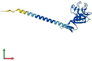 AlphaFold protein structure predicition of Human Recombinant CLEC6A Protein, UniprotID Q6EIG7