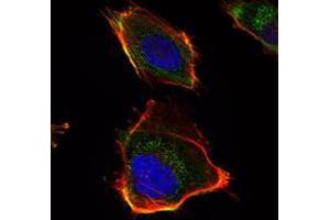 Immunofluorescence analysis of U251 cells using HAS1 mAb (green).