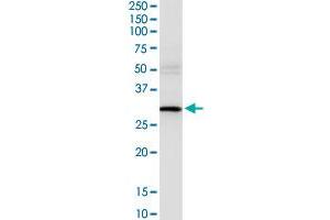 USE1 MaxPab rabbit polyclonal antibody.