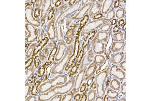 Immunohistochemistry of paraffin-embedded mouse kidney using S Rabbit mAb (ABIN7270501) at dilution of 1:250 (40x lens). (SAMM50 anticorps)