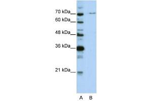 PRPF3 antibody used at 0. (PRPF3 anticorps)