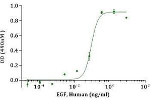 EGF, Human stimulates cell proliferation of the Balb/3T3 Cells. (EGF Protéine)