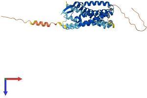 AlphaFold protein structure predicition of Mouse Recombinant Ccr4 Protein, UniprotID P51680