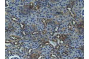 IHC-P analysis of Mouse Kidney Tissue, with DAB staining. (IGFBP3 anticorps  (AA 151-291))