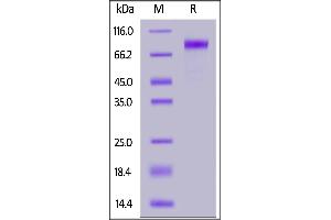 Human LIV-1, Fc Tag on  under reducing (R) condition.