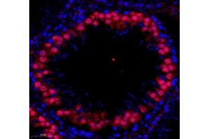 Immunofluorescence of paraffin embedded rat testis using SLBP (ABIN7075733) at dilution of 1: 650 (300x lens)