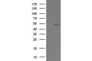 Image no. 2 for anti-ERG, ETS transcription factor (ERG) antibody (ABIN1498077) (ERG anticorps)