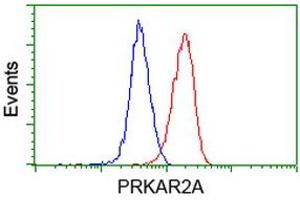 Image no. 2 for anti-Protein Kinase, CAMP-Dependent, Regulatory, Type II, alpha (PRKAR2A) antibody (ABIN1500254) (PRKAR2A anticorps)