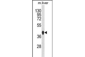 Western blot analysis of HPD Antibody (C-term) (ABIN652532 and ABIN2842359) in mouse liver tissue lysates (35 μg/lane).
