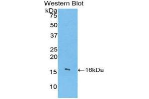 Western Blotting (WB) image for anti-Angiogenin (ANG) (AA 24-148) antibody (ABIN3201208) (ANG anticorps  (AA 24-148))