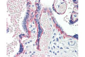 Anti-BOD1 antibody IHC staining of human placenta.