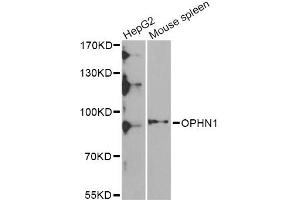 Western blot analysis of extracts of various cell lines, using OPHN1 Antibody (ABIN5975449) at 1/1000 dilution. (Oligophrenin 1 anticorps)