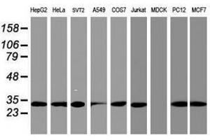 Image no. 6 for anti-Proteasome Subunit alpha 4 (PSMA4) antibody (ABIN1500457)