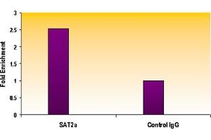 Histone H3 trimethyl Lys9 antibody tested by ChIP analysis. (Histone 3 anticorps  (3meLys9))