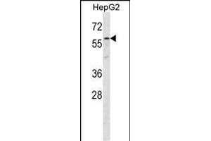 ZP4 Antibody (C-term) (ABIN656652 and ABIN2845893) western blot analysis in HepG2 cell line lysates (35 μg/lane). (ZP4 anticorps  (C-Term))