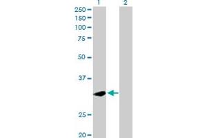Western Blot analysis of PLSCR1 expression in transfected 293T cell line by PLSCR1 MaxPab polyclonal antibody. (PLSCR1 anticorps  (AA 1-318))