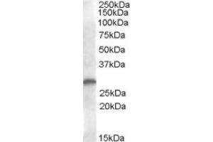 Image no. 1 for anti-C-Type Lectin Domain Family 1, Member B (CLEC1B) (Internal Region) antibody (ABIN374981) (C-Type Lectin Domain Family 1, Member B (CLEC1B) (Internal Region) anticorps)