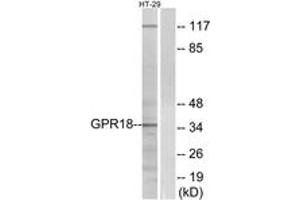 Western blot analysis of extracts from HT-29 cells, using GPR18 Antibody. (GPR18 anticorps  (AA 131-180))