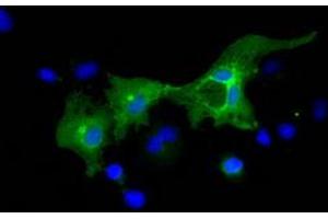 Anti-L1CAM mouse monoclonal antibody (ABIN2453218) immunofluorescent staining of COS7 cells transiently transfected by pCMV6-ENTRY L1CAM (RC211601). (L1CAM anticorps)