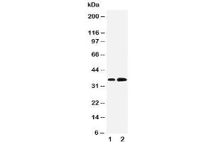 Western blot testing of KLF3 antibody and Lane 1:  rat testis (KLF3 anticorps  (N-Term))