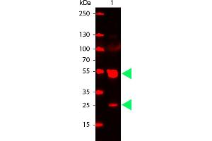 Rat IgG (H&L) Antibody CY5 Conjugated Pre-Adsorbed - Western Blot. (Chèvre anti-Rat IgG Anticorps (Cy5) - Preadsorbed)