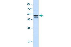 Western Blot analysis of HepG2 cell lysate with FOXG1 polyclonal antibody  at 1. (FOXG1 anticorps  (N-Term))