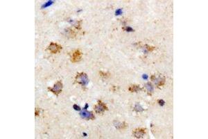Immunohistochemical analysis of eIF2S3 staining in rat brain formalin fixed paraffin embedded tissue section.
