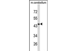 Western blot analysis of FMOD Antibody (C-term) (ABIN653190 and ABIN2842740) in mouse cerebellum tissue lysates (35 μg/lane). (Fibromodulin anticorps  (C-Term))