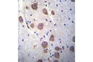 Formalin fixed, paraffin embedded human brain tissue stained with RGS7 Antibody (C-term) followed by peroxidase conjugation of the secondary antibody and DAB staining. (RGS7 anticorps  (C-Term))