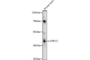 Western blot analysis of extracts of various cell lines, using GPR151 antibody (ABIN7267296) at 1:1000 dilution. (GPR151 anticorps  (AA 310-419))